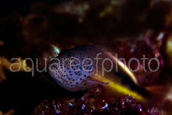 Paracirrhites forsteri 01