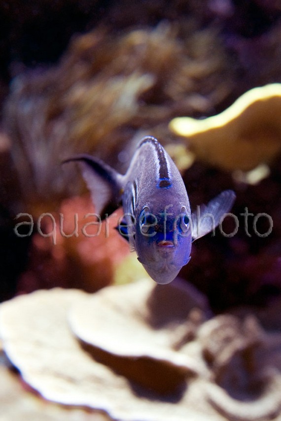 Genicanthus lamarck 01