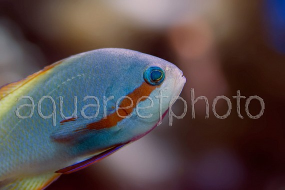 Pseudanthias huchtii 01