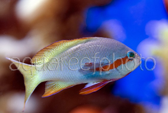 Pseudanthias huchtii 02