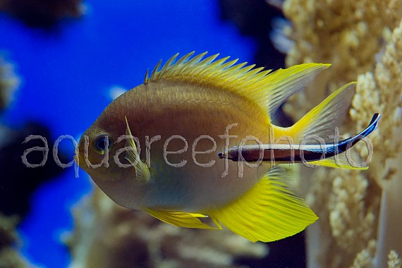 Pomacentrus moluccensis & Labroides dimidiatus