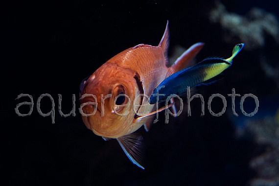 Myripristis murdjan & Labroides bicolor 01