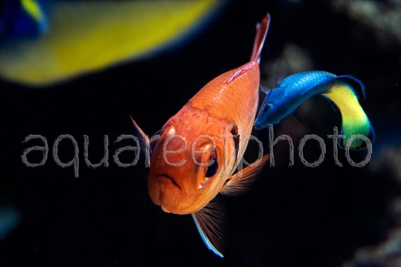 Myripristis murdjan & Labroides bicolor 2