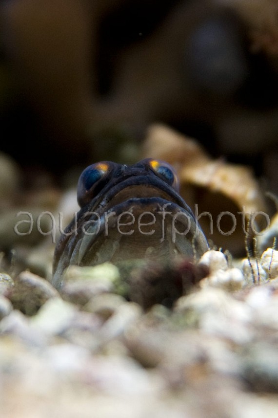 Opistognathus randalli 01