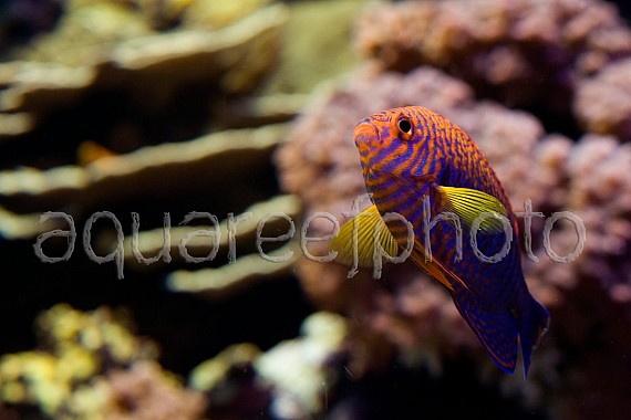 Centropyge potteri 03