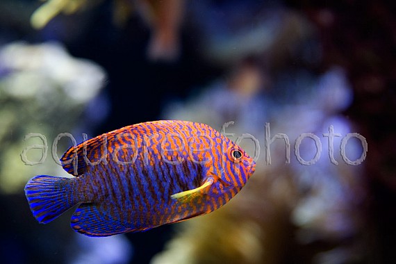Centropyge potteri 04