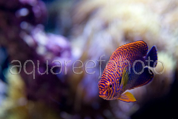 Centropyge potteri 05