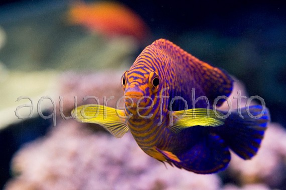 Centropyge potteri 06
