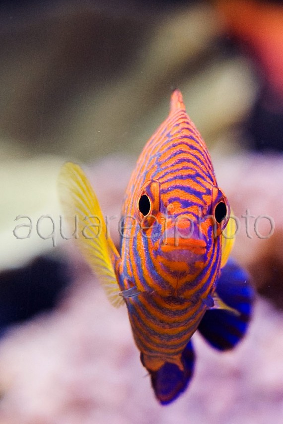 Centropyge potteri 07
