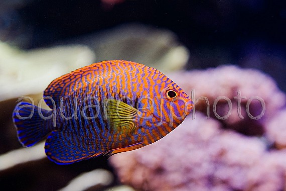 Centropyge potteri 08