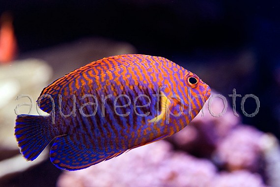 Centropyge potteri 09