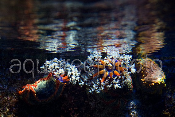 Pseudocolochirus violaceus 02