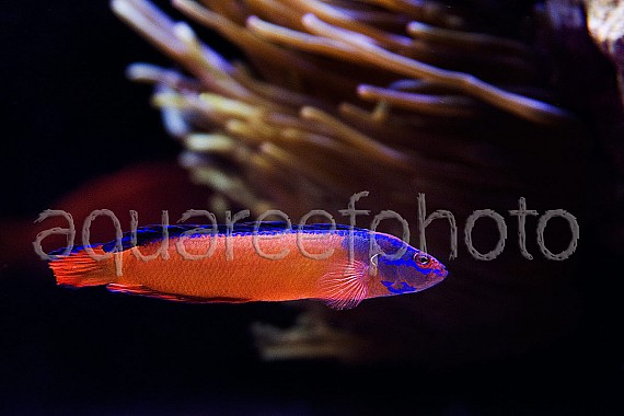 Pseudochromis aldabraensis 01