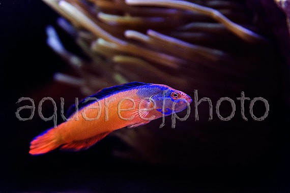 Pseudochromis aldabraensis 02