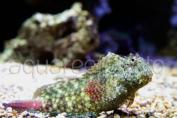 Salarias ceramensis 02