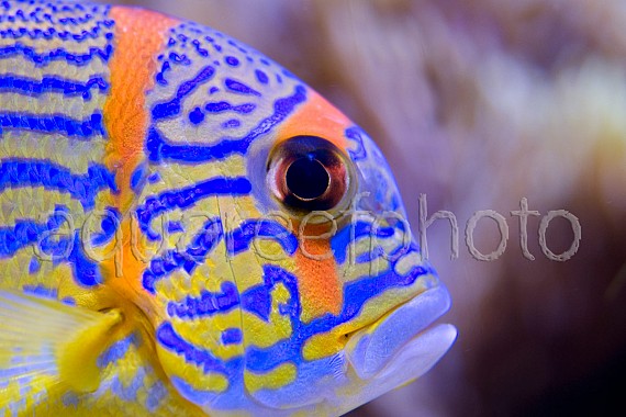 Symphorichthys spilurus 03