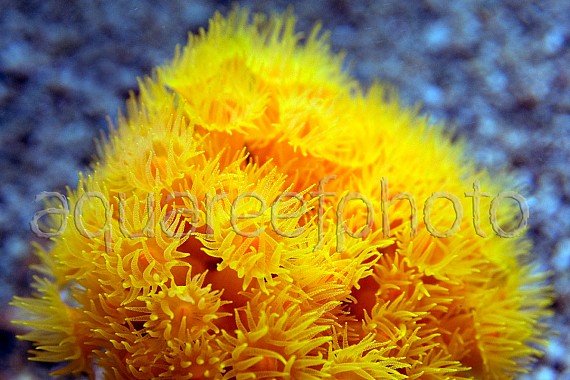 Dendrophyllia cornigera 02