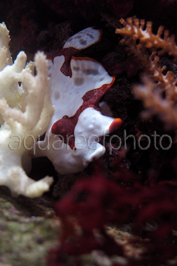 Antennarius maculatus 01
