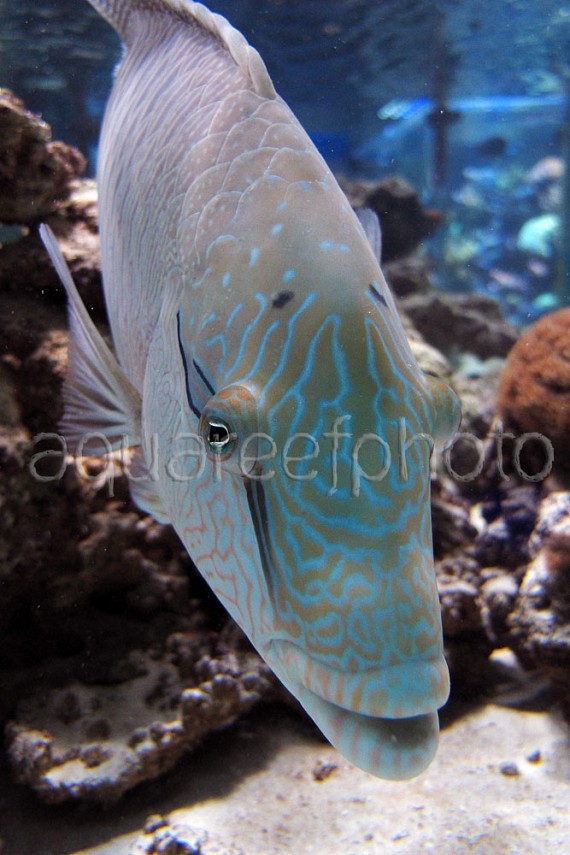 Cheilinus undulatus 04