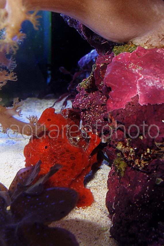 Antennarius pictus 11
