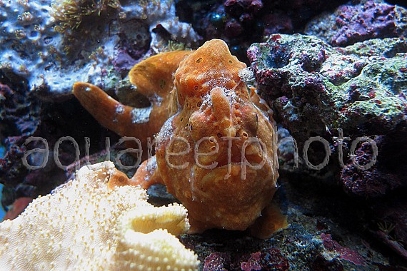 Antennarius pictus 13