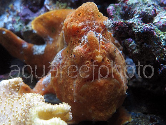 Antennarius pictus 12