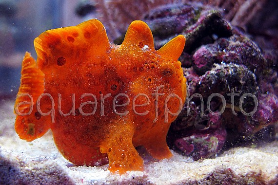 Antennarius pictus 14