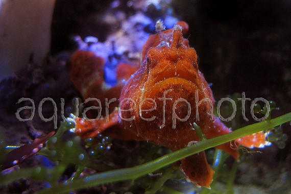 Antennarius pictus 16