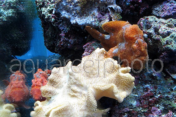Antennarius pictus 17