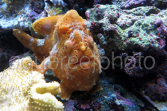 Antennarius pictus 18