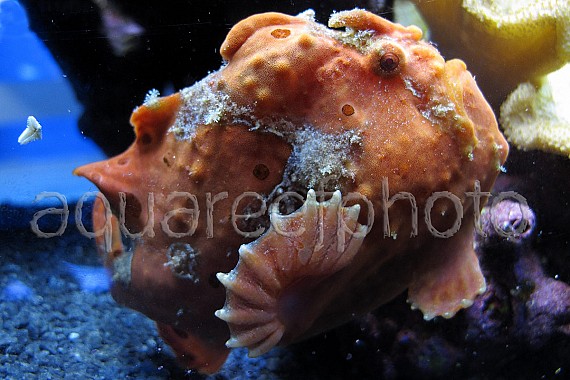 Antennarius pictus 19