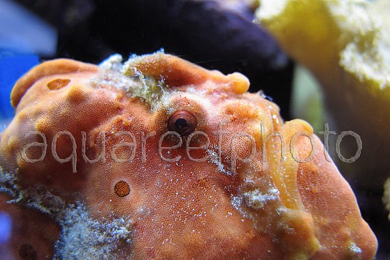 Antennarius pictus 21