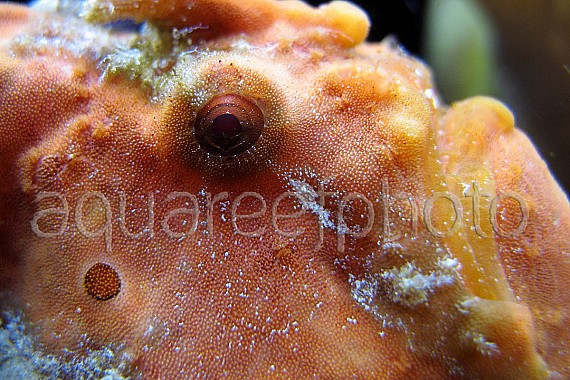 Antennarius pictus 22