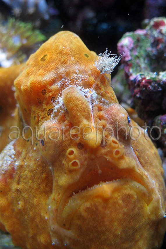 Antennarius pictus 23