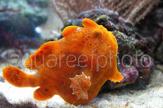 Antennarius pictus 24