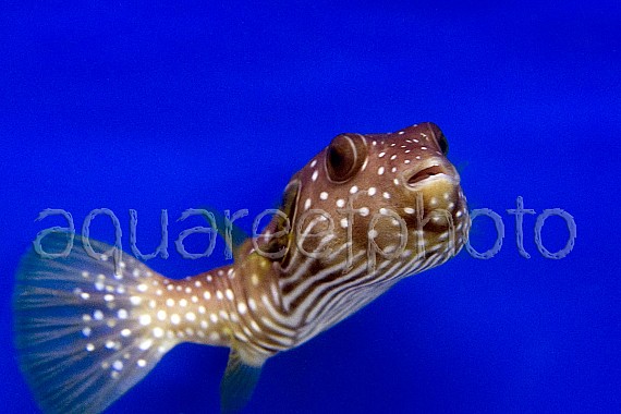 Arothron hispidus 05