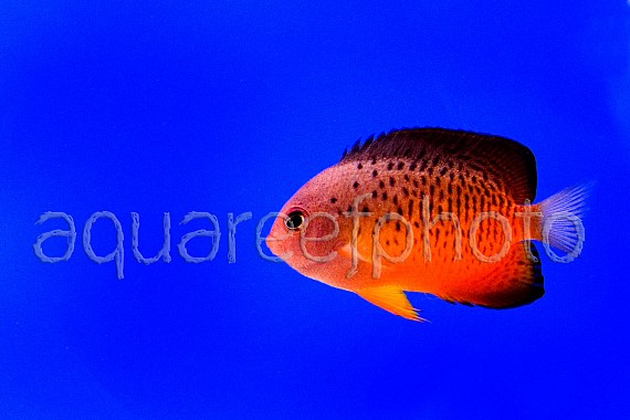 Centropyge ferrugata 01