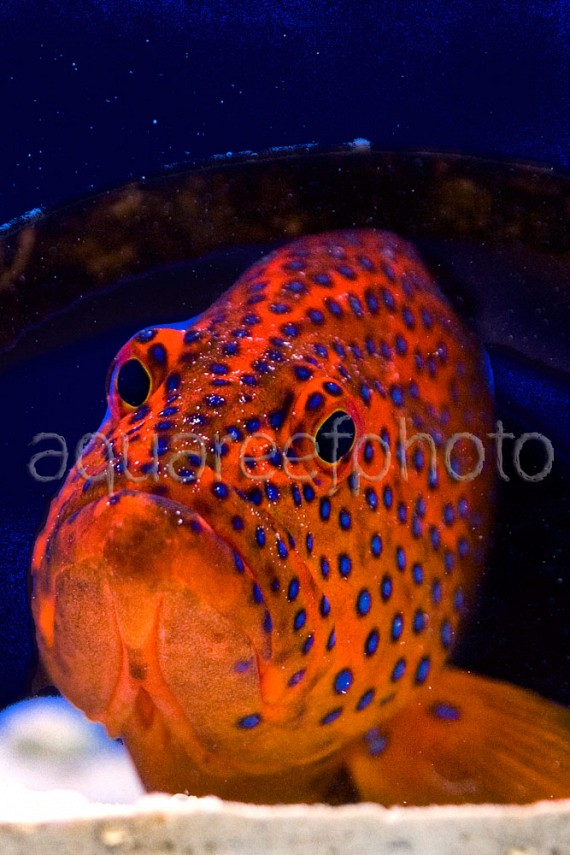 Cephalopholis miniata 03