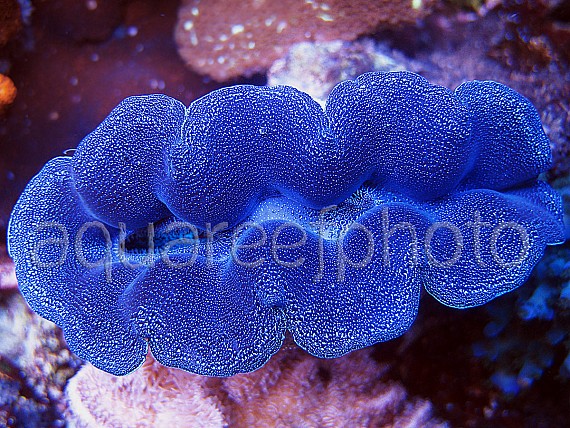 Tridacna crocea 02