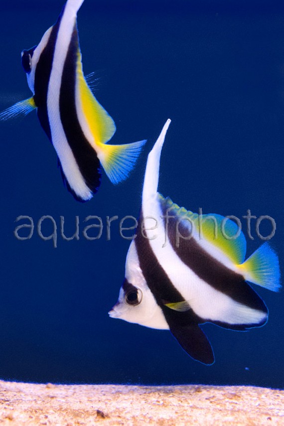 Heniochus acuminatus 04