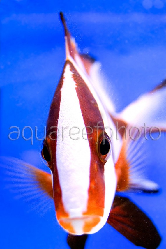 Lutjanus sebae 01