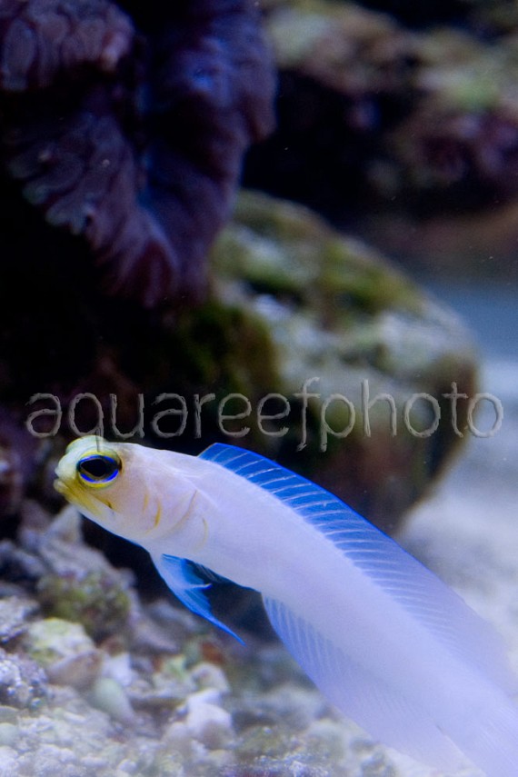 Opistognathus aurifrons 05