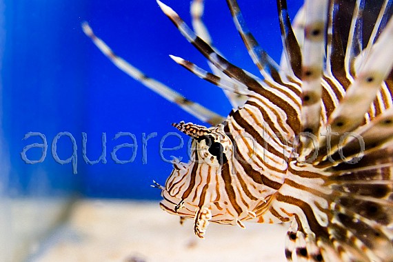 Pterois volitans 06