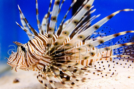 Pterois volitans 07