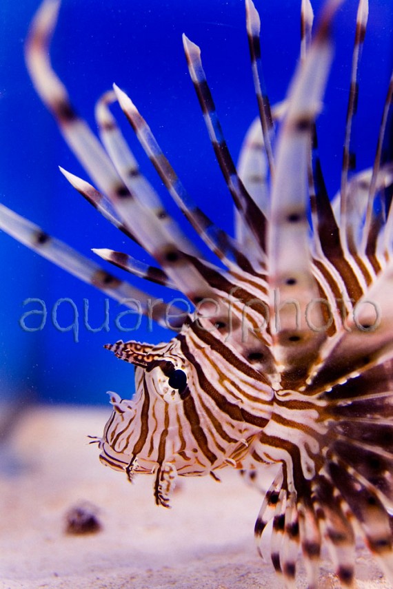 Pterois volitans 08