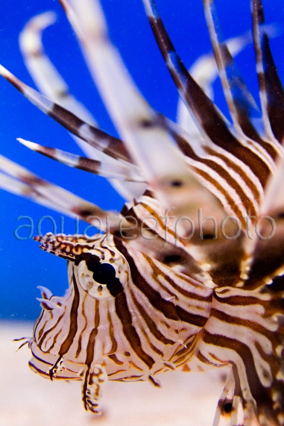 Pterois volitans 09