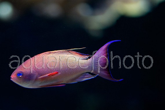 Pseudanthias squamipinnis 12