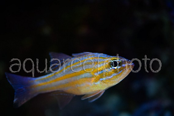 Apogon pallidofasciatus 01