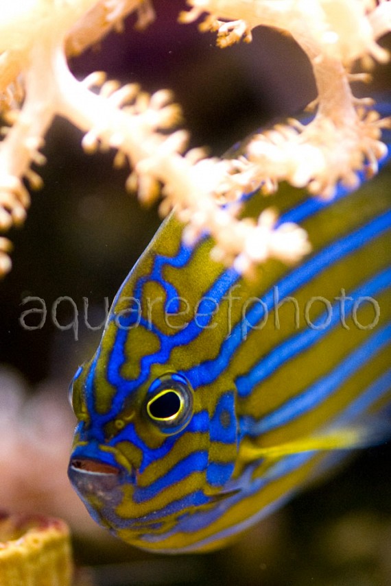 Chaetodontoplus septentrionalis 02