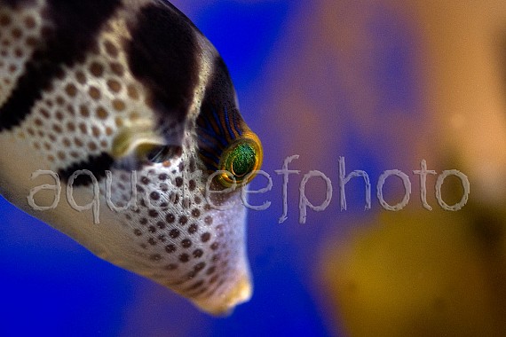Canthigaster valentini 01